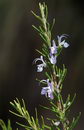Rosmarinus Officinalis